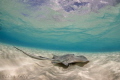   Stingray Cayman Islands  